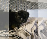 Small Photo #5 Pomeranian Puppy For Sale in MYRTLE BEACH, SC, USA