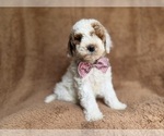Small #6 Poodle (Miniature)