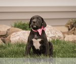 Small Photo #10 Great Dane Puppy For Sale in SYRACUSE, IN, USA