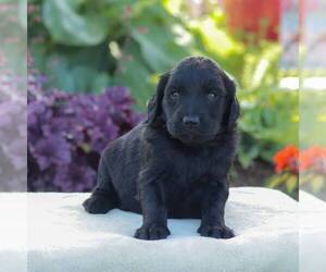 Poodle (Standard) Puppy for sale in NEW ENTERPRISE, PA, USA