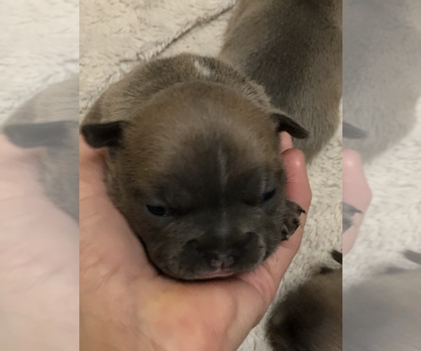 Medium Photo #2 French Bulldog Puppy For Sale in DETROIT LAKES, MN, USA