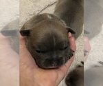 Small Photo #2 French Bulldog Puppy For Sale in DETROIT LAKES, MN, USA