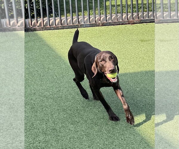 Medium Photo #4 German Shorthaired Pointer Puppy For Sale in Fort Worth, TX, USA