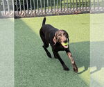 Small #3 German Shorthaired Pointer