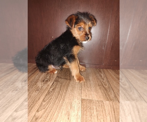 Medium Photo #9 Poodle (Toy) Puppy For Sale in LAPEER, MI, USA