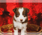 Puppy Puppy 4 Border Collie