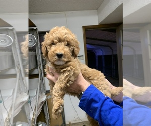 Goldendoodle Puppy for sale in BRKN ARW, OK, USA