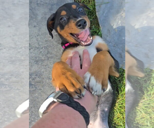 Medium Photo #30 Doberman Pinscher-Unknown Mix Puppy For Sale in Buffalo, MN, USA