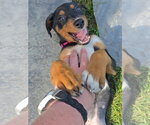 Small Photo #30 Doberman Pinscher-Unknown Mix Puppy For Sale in Buffalo, MN, USA