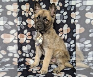 Malinois Puppy for sale in PARADISE, PA, USA