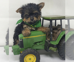 Small Photo #3 Shorkie Tzu Puppy For Sale in SELLERSBURG, IN, USA