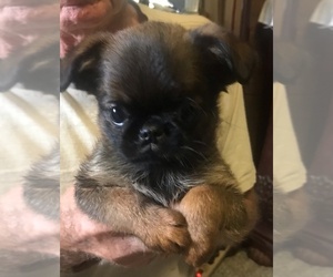 Brussels Griffon Puppy for sale in NEW CASTLE, IN, USA