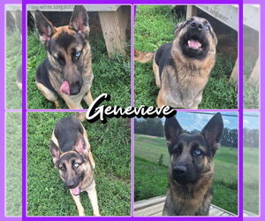 German Shepherd Dog Dogs for adoption in Pierceton , IN, USA