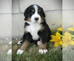 Small Photo #16 Bernese Mountain Dog Puppy For Sale in CLARE, MI, USA