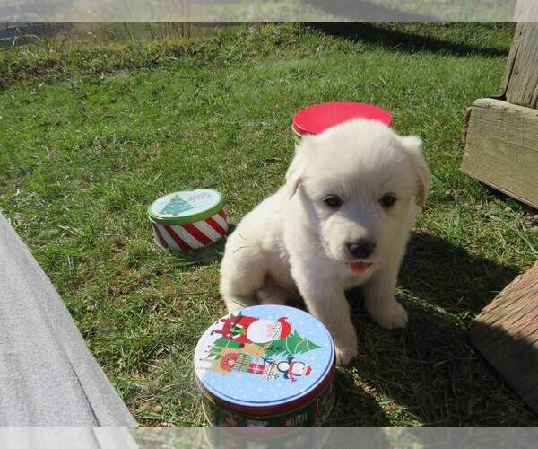 Medium Photo #4 Great Pyrenees Puppy For Sale in WILLIAMSTOWN, KY, USA