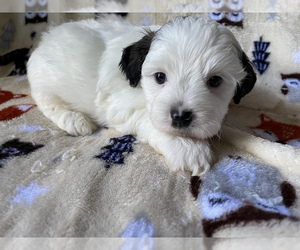 Mal-Shi Puppy for sale in LUDLOW, MA, USA