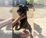 Small #3 Boxer Mix