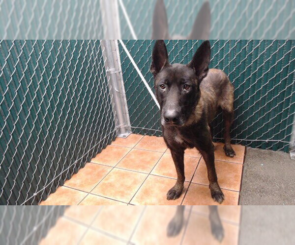 Medium Photo #1 Mutt Puppy For Sale in Downey, CA, USA