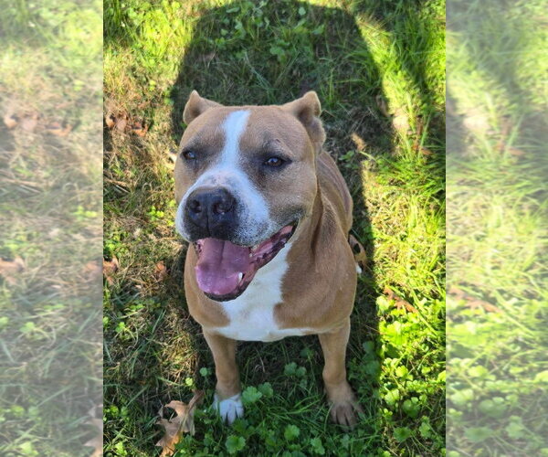 Medium Photo #2 American Pit Bull Terrier Puppy For Sale in Oakhurst, NJ, USA