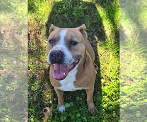 Brocho - A Total Sweetheart - Male American Pit Bull Terrier Dog for Adoption - Photo #2