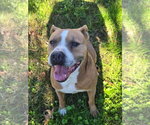 Small #1 American Pit Bull Terrier