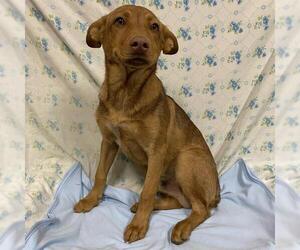 German Shepherd Dog-Texas Heeler Mix Dogs for adoption in Modesto, CA, USA