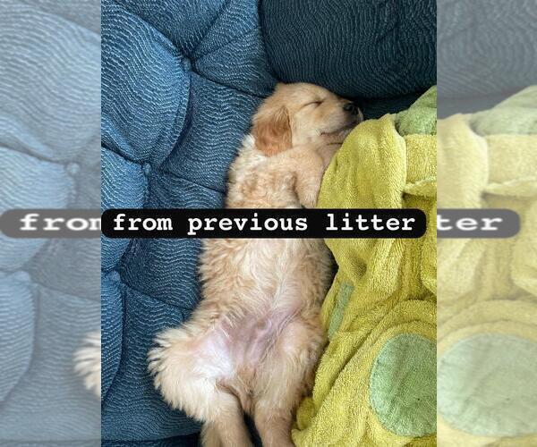Medium Photo #5 Golden Retriever Puppy For Sale in LIME SPRINGS, IA, USA