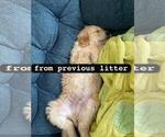 Small Photo #5 Golden Retriever Puppy For Sale in LIME SPRINGS, IA, USA