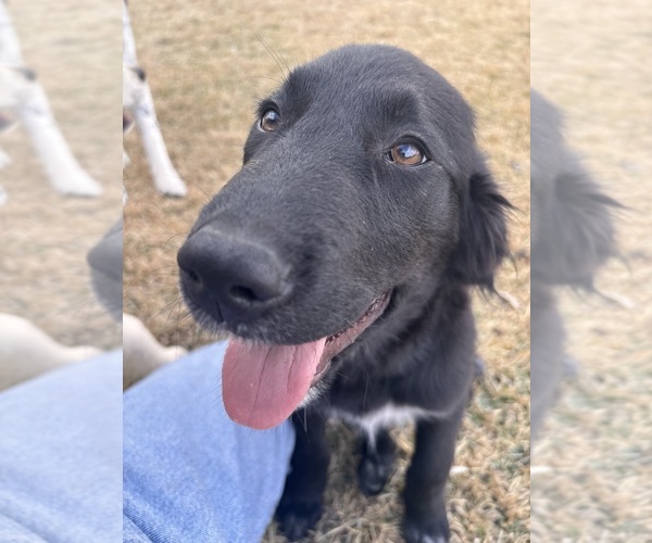 Medium Photo #1 Golden Pyrenees Puppy For Sale in ALVIN, TX, USA