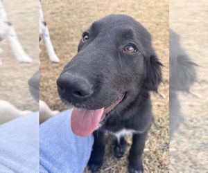 Medium Golden Pyrenees