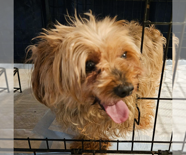 Medium Photo #4 Mutt Puppy For Sale in Cranston, RI, USA