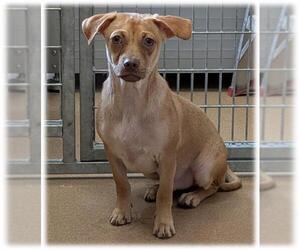 Chihuahua Dogs for adoption in Frisco, CO, USA