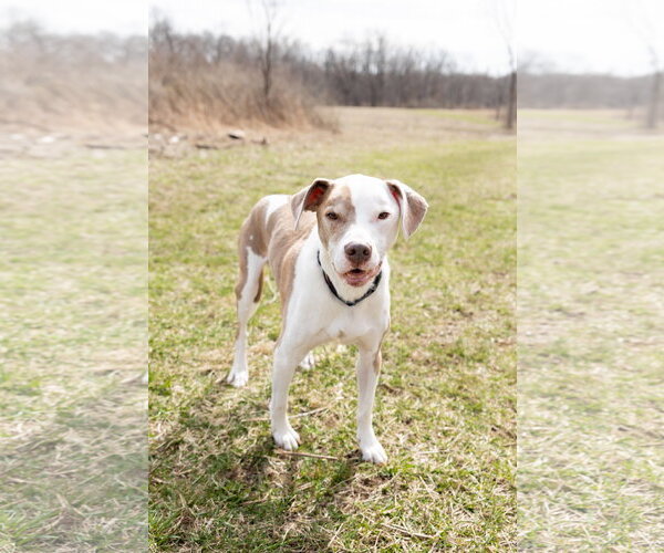 Medium Photo #7 Mutt Puppy For Sale in Crete, IL, USA