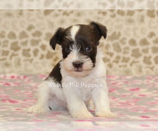 Medium Photo #3 Schnauzer (Miniature) Puppy For Sale in DENVER, PA, USA