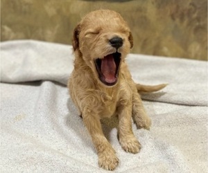 Goldendoodle (Miniature) Puppy for Sale in HICKORY, North Carolina USA