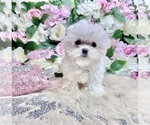 Small Photo #38 Maltese Puppy For Sale in HAYWARD, CA, USA