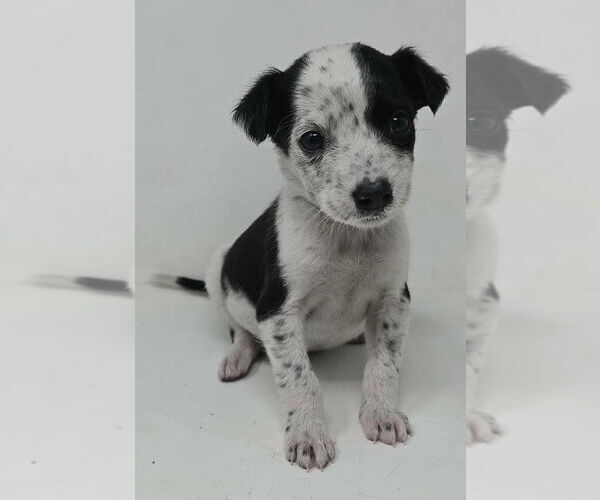 Medium Photo #2 Mutt Puppy For Sale in Brewster, NY, USA