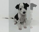 Small #1 Mutt