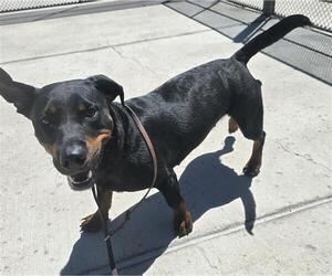 Basset Hound-Rottweiler Mix Dogs for adoption in Denver, CO, USA