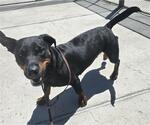 Small Basset Hound-Rottweiler Mix