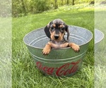 Small #3 Dachshund