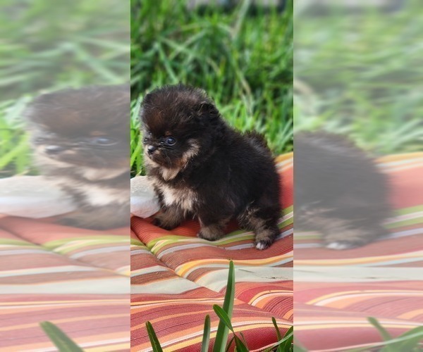 Medium Photo #4 Miniature Spitz Puppy For Sale in HOMESTEAD, FL, USA
