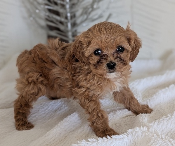 Medium Photo #11 Cavapoo (Miniature) Puppy For Sale in GOSHEN, IN, USA