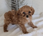 Small #10 Cavapoo (Miniature)