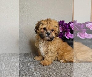 Cavapoo Puppy for sale in JASONVILLE, IN, USA