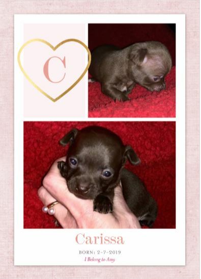 Medium Photo #3 Chihuahua Puppy For Sale in HENDERSON, NC, USA