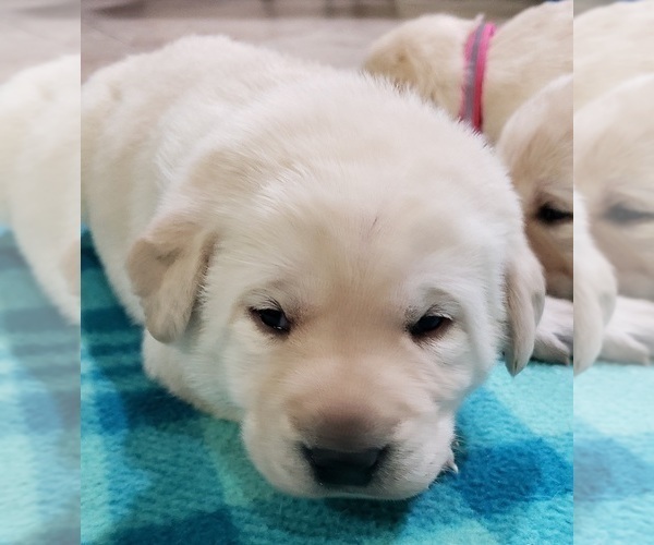 Medium Photo #73 Labrador Retriever Puppy For Sale in OLYMPIA, WA, USA