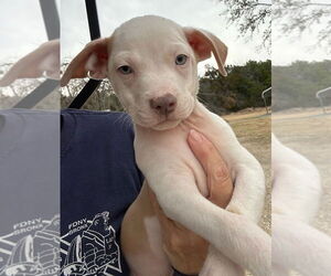 Mutt Dogs for adoption in Oak Bluffs, MA, USA