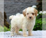 Small #3 Poodle (Miniature)