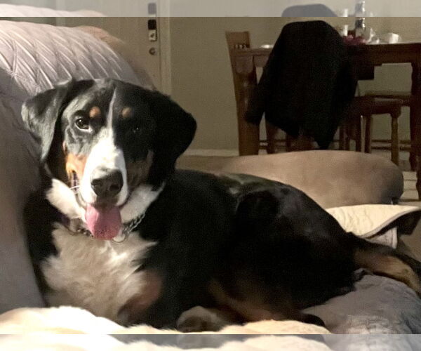 Medium Photo #5 Bernese Mountain Dog Puppy For Sale in Valrico, FL, USA